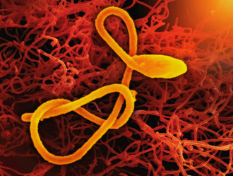 Photo from Unsplash by National Institute of Allergy and Infectious Diseases