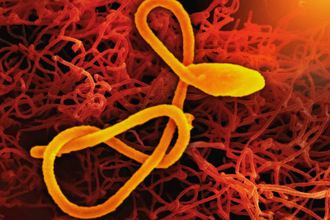 Photo from Unsplash by National Institute of Allergy and Infectious Diseases