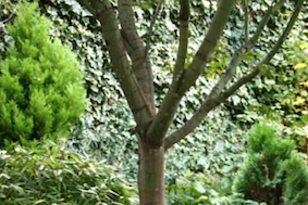 Cardinal Hume Quiet Garden