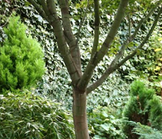 Cardinal Hume Quiet Garden