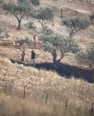 Settlers attacking olive groves near Taybeh - Image by Nabd El-Haya