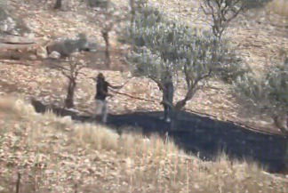 Settlers attacking olive groves near Taybeh - Image by Nabd El-Haya